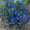 Lithodora diffusa